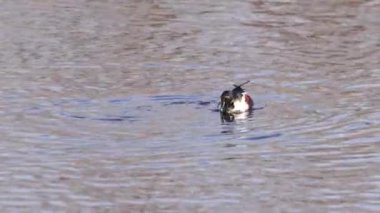 Kuzeyli kürekçinin beslenme (Spatula clypeata) erkeği, bir gölde besleniyor