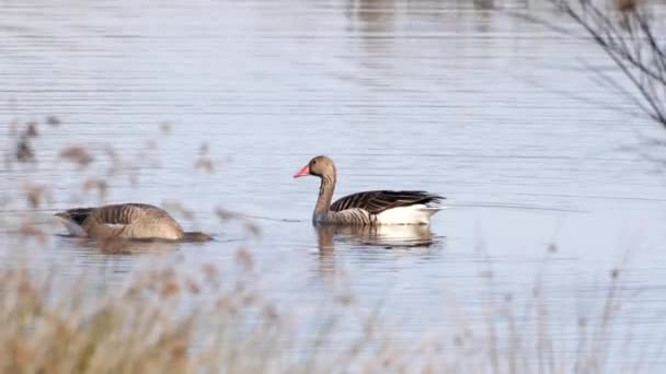 Gâscă Greylag Anser Anser Procesul Împerechere — Videoclip de stoc