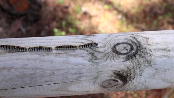 Närbild Video Stor Linje Pine Processionär Thaumetopoea Pityocampa — Stockvideo