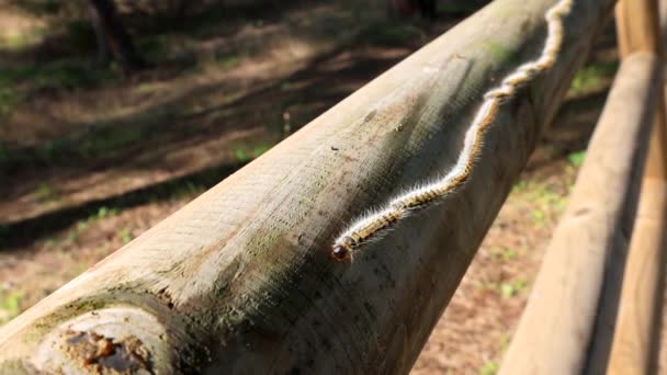 Närbild Video Stor Linje Pine Processionär Thaumetopoea Pityocampa — Stockvideo