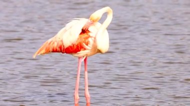 Büyük flamingo (Phoenicopterus roseus) tüylerini kabartıyor