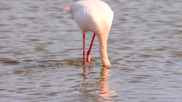 Büyük Flamingo Phoenicopterus Roseus Yavaş Çekimde Besleniyor — Stok video