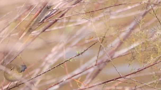 Běžné Chiffchaff Phylloscopus Collybita Létání Větve Větev Zpomaleném Filmu — Stock video