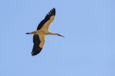 Sinekte bir Beyaz Leylek (Ciconia ciconia)