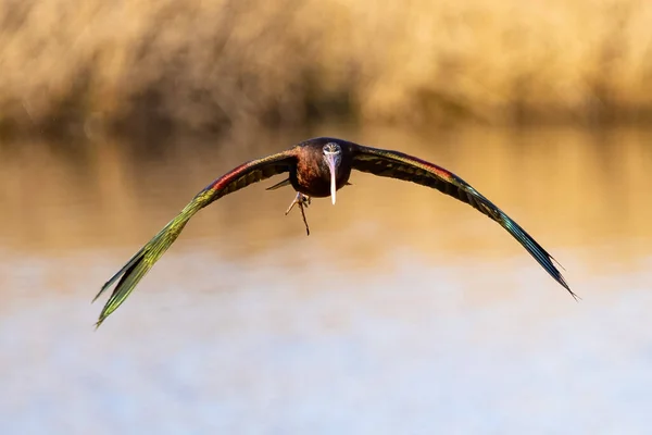 Glänzender Ibis Plegadis Falcinellus Fliege — Stockfoto