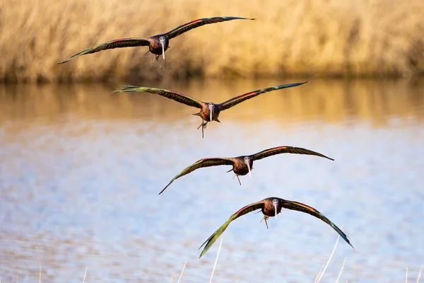 Fotosamenstelling Van Een Glanzend Ibis Plegadis Falcinellus Vlieg — Stockfoto