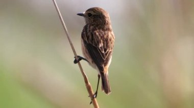 Ortak Taş Şapkalı Kadın (Saxicola rubicola) bir dala tünedi ve uçmaya başladı