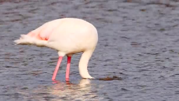 Greater Flamingo Phoenicopterus Roseus Který Startuje Let Přírodním Parku Marismas — Stock video