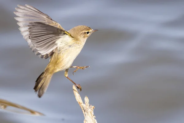 Common Chiffchaff Phylloscopus Collybita Letu Usazování Větvi — Stock fotografie