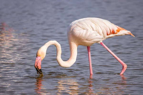 Greater Flamingo Phoenicopterus Roseus Running Start Flight Marismas Del Odiel — Stock Photo, Image