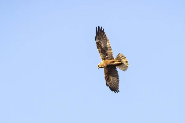 Бутео Бутео Buteo Buteo Польоті Птах Середнього Розміру Який Має — стокове фото