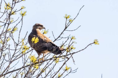 Yaygın bir akbaba (Buteo buteo) tünemiş. Orta-büyük yırtıcı bir kuştur ve geniş bir menzile sahiptir. Buteo familyasının bir üyesidir ve Accipitridae familyasının bir üyesidir.