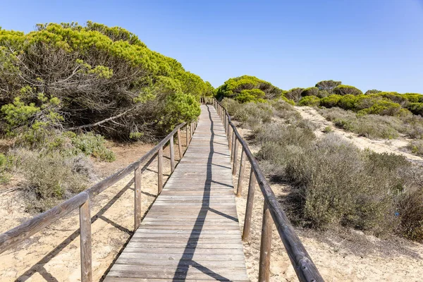 Ahşap yolu tepeleri ve pines plajda Punta Umbria, Huelva üzerinde. Los Enebrales beach