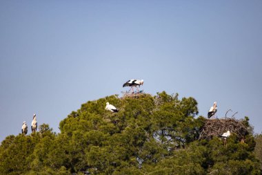 Beyaz leylek kolonisi, Ciconia ciconia, yuvada, Akdeniz çam ağacında. Odaklanma üst çiftte.