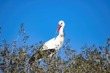 Beyaz leylek, ağustos böceği, yuvada 