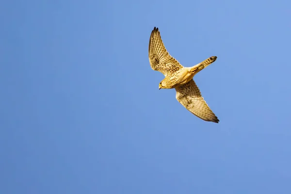 Menší Kestrel Falco Naumanni Letu — Stock fotografie