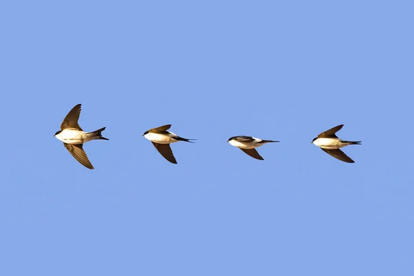 Fotosložení Common Swift Apus Apus Letící Nad Jasnou Modrou Oblohou — Stock fotografie