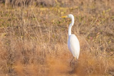 Büyük balıkçıl, Ardea alba, yere tünemiş