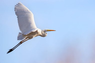 Büyük ak balıkçıl, Ardea alba, uçuş
