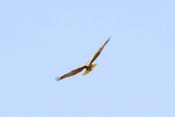 Röd Drake Milvus Milvus Flygning — Stockfoto