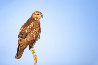Yaygın bir akbaba (Buteo buteo) tünemiş. Orta-büyük yırtıcı bir kuştur ve geniş bir menzile sahiptir. Buteo familyasının bir üyesidir ve Accipitridae familyasının bir üyesidir.