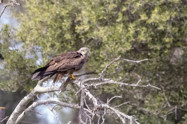 Black Kite Milvus Migrans Perched Branch — Stockfoto