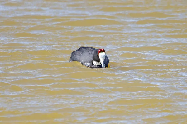 Red Knobbed Coot Fulica Cristata Pond — Stockfoto