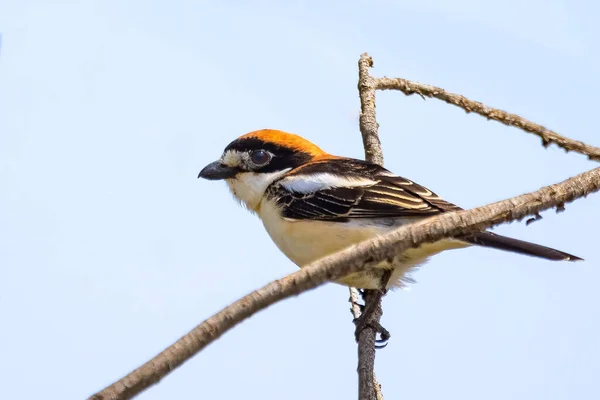 Woodchat Shrike Lanius Senator Usazený Větvi Stromu — Stock fotografie