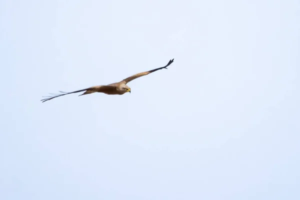 Red Kite Milvus Milvus Perched Medium Large Bird Prey Family — Stock Photo, Image
