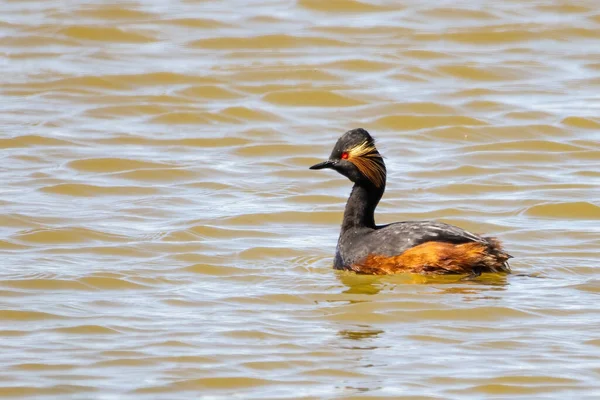 Black Necked Grebe Eared Grebe Podiceps Nigricollis Pond — Stockfoto