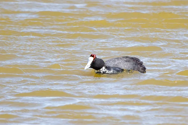Red Knobbed Coot Fulica Cristata Pond — Stockfoto
