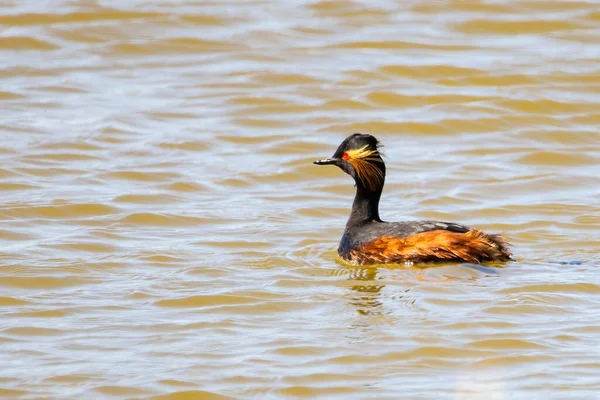 Sebo Cuello Negro Sebo Orejudo Podiceps Nigricollis — Foto de Stock