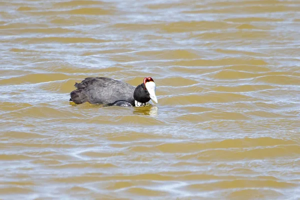 Red Knobbed Coot Fulica Cristata Pond — Stockfoto