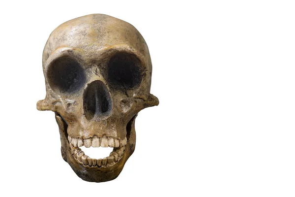 Schädel Des Prähistorischen Menschen Schädel Des Neandertalers Isoliert Auf Weißem — Stockfoto