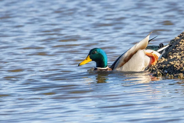 Female Mallard Wild Duck Anas Platyrhynchos Swimming Pond — Stock Photo, Image