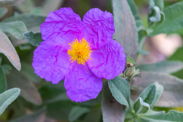 Cistus Albidus Una Especie Planta Fanerógama Perteneciente Familia Cistaceae Con — Foto de Stock