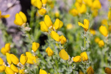 Cytisus fontanesii ıspanak subsp. plumosus (Boiss.) Nyman, İspanya 'nın güneyinden. Cytisus arboreus, Fabaceae familyasından bir çalılıktır.