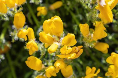 Cytisus fontanesii ıspanak subsp. plumosus (Boiss.) Nyman, İspanya 'nın güneyinden. Cytisus arboreus, Fabaceae familyasından bir çalılıktır.