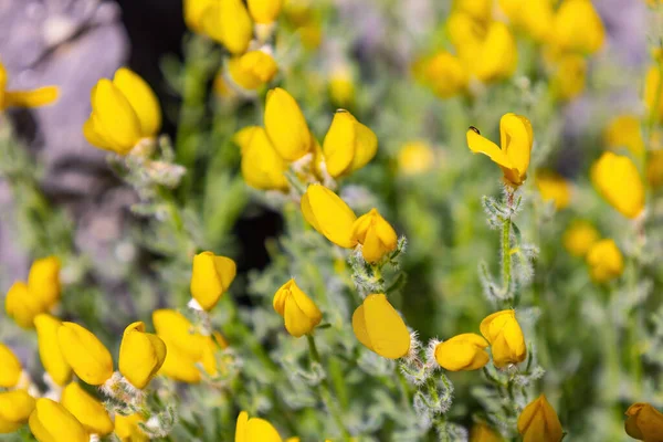 Cytisus fontanesii ıspanak subsp. plumosus (Boiss.) Nyman, İspanya 'nın güneyinden. Cytisus arboreus, Fabaceae familyasından bir çalılıktır.