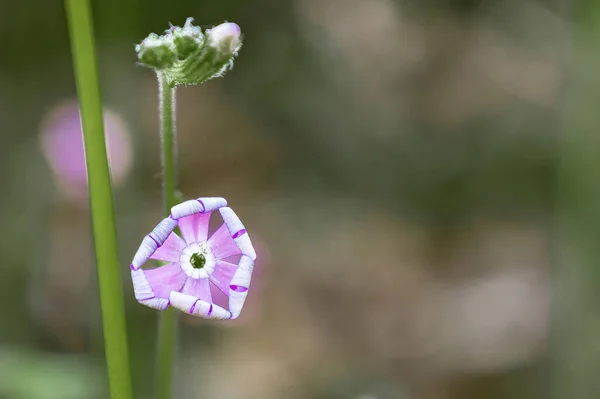 Silene Mariana Pau Small Plant Phanerogam Species Genus Silene Family — Foto de Stock