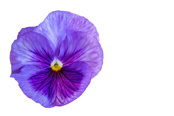 Violet Garden Pansy Viola Wittrockiana — Stock Photo, Image