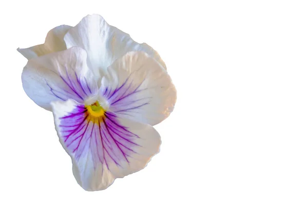 Violet Garden Pansy Viola Wittrockiana — Stock Fotó