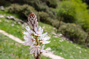 Asphodelus ramosus, the branched asphodel, is a perennial herbaceous plant in the order Asparagales. Similar in appearance to Asphodelus albus and Asphodelus cerasiferus and Asphodelus aestivus clipart
