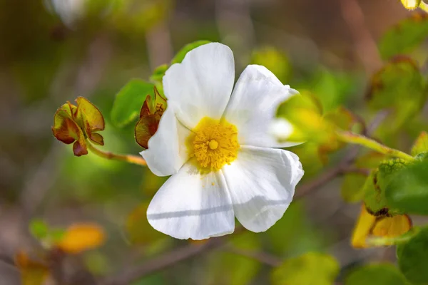 Cistus Salviifolius Common Names Sage Leaved Rock Rose Salvia Cistus — Stock Photo, Image