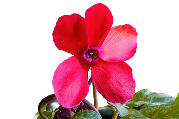 Red Flower Cyclamen Persicum Mill Alpine Violet Persian Cyclamen Species — Stock Fotó