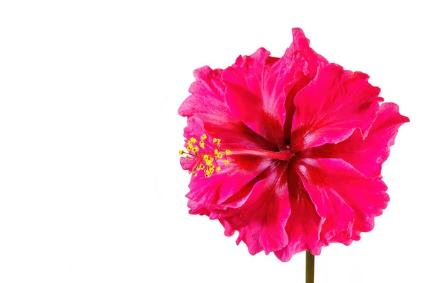 Hibiscus Rosa Sinensis Known Colloquially Chinese Hibiscus China Rose Hawaiian — Stock Photo, Image