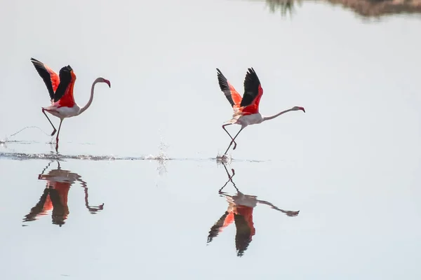 Two Flamingos Running Start Flying Marshes — Stock Photo, Image