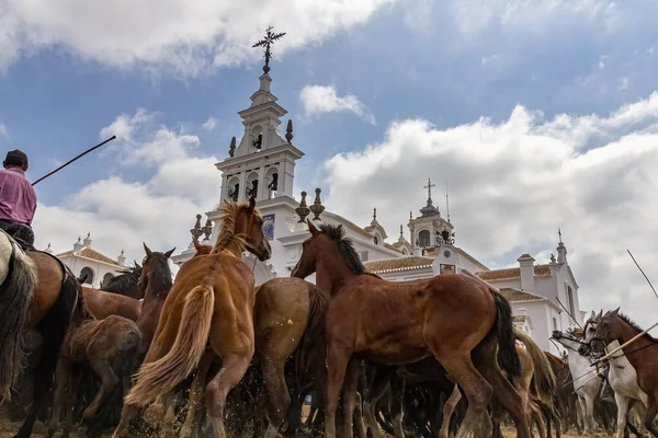 西班牙安达卢西亚韦尔瓦的 Almonte 小村庄 Rocio Hermitage Saca Yeguas 活动中的一群繁殖母马 — 图库照片