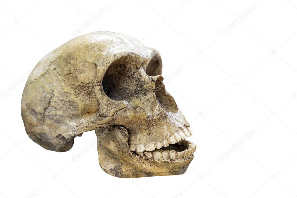 Skull of prehistoric man, Skull of neanderthalensis isolated on white background with space for text