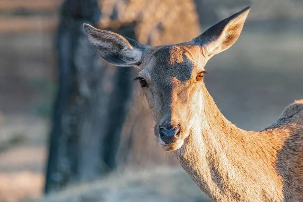 Самка Дикого Красного Оленя Cervus Elaphus Лесу Смотрящая Камеру Закате — стоковое фото